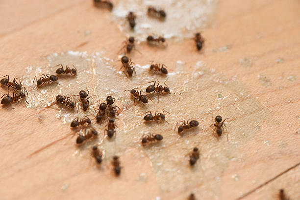 Best Spider Control Near Me  in Alburtis, PA